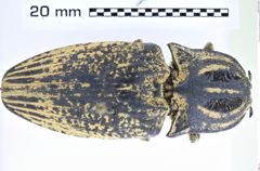 Foto (Dorsalansicht) von Lycoreus madagascariensis (Gory, 1832) (NHMW-ZOO-COL-0008190)